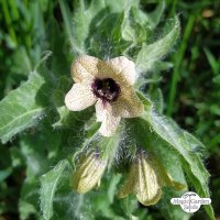 SchwarzesBilsenkraut