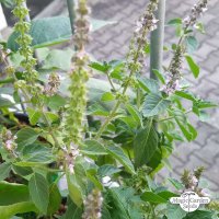 Tulsi