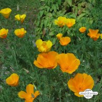 Goldmohn